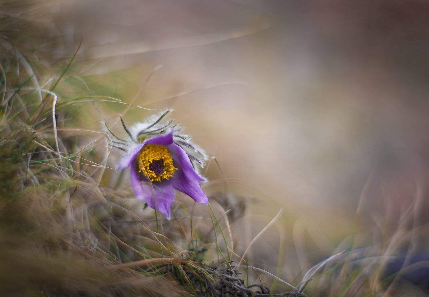 , Аделина Деветакова