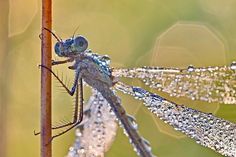 стрекоза, роса, насекомое, утро, природа, макро, боке Про стрекозphoto preview