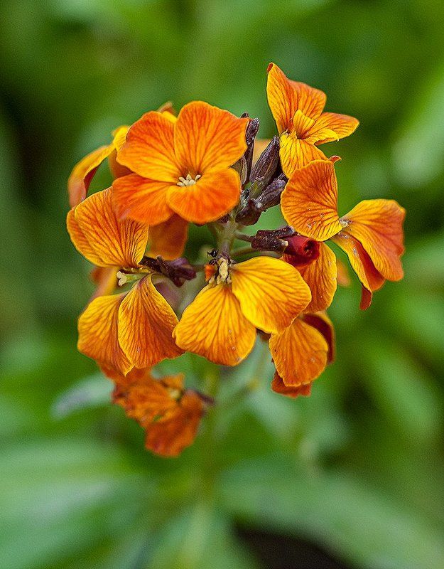 просто цветочекphoto preview