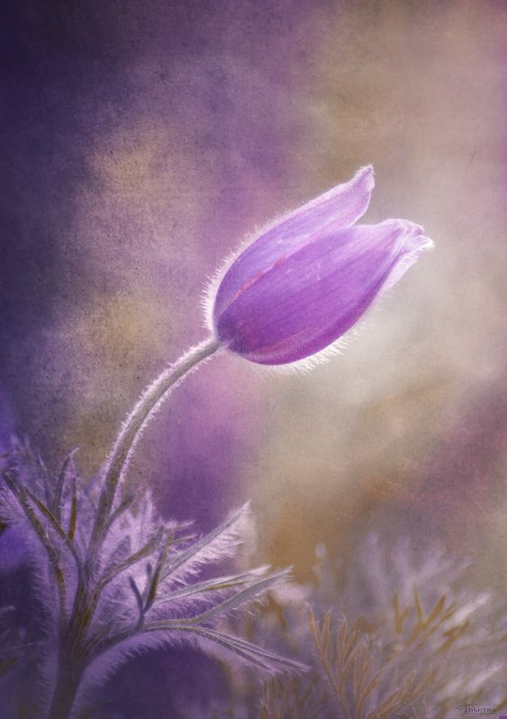 Фиолетовое настроениеphoto preview