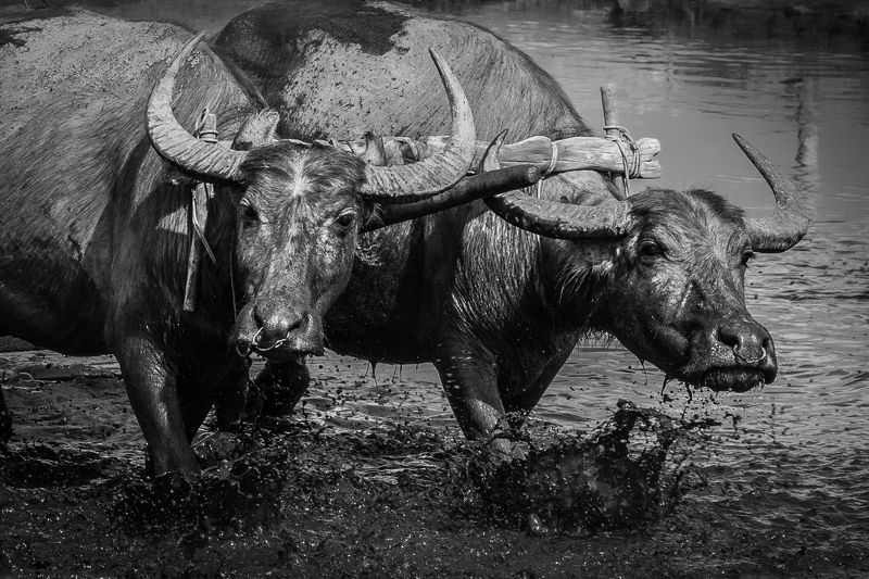 Работягиphoto preview