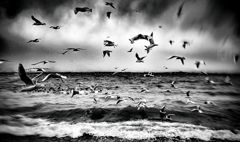 беготня, море, поток, суета, течение, хаос, чайки, черно-белое, шторм В суматохе дней....photo preview