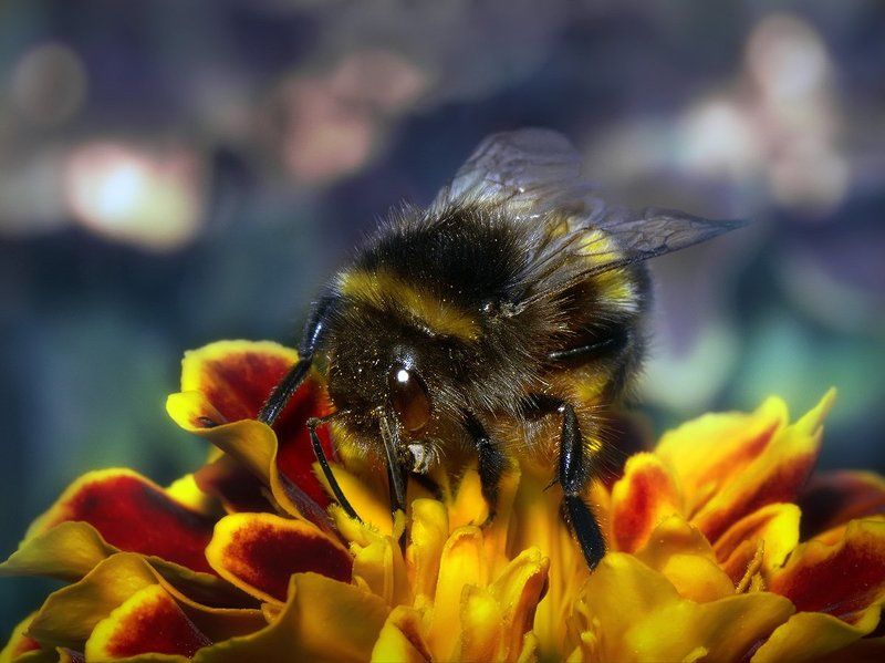 Мохнатый шмель...photo preview