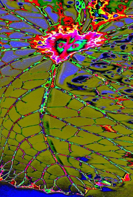 lotus  lotus leap stalkphoto preview