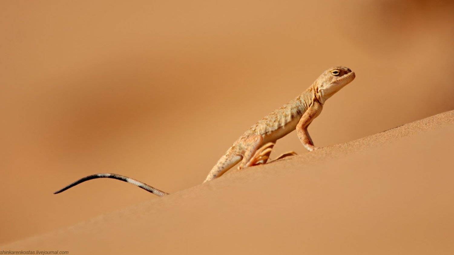 , Станислав Шинкаренко