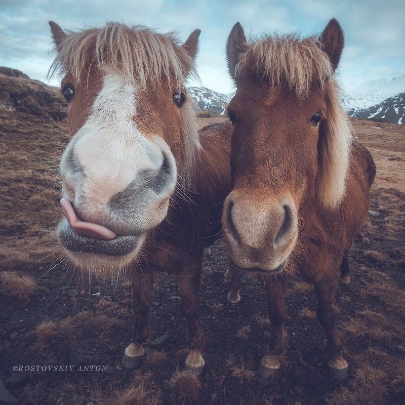 Исландия, кони, лошадь, Забавные ребятаphoto preview