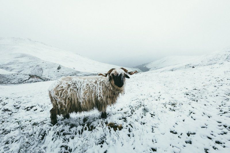 Италия, Доломиты, снег, горы, Альпы После снегопадаphoto preview