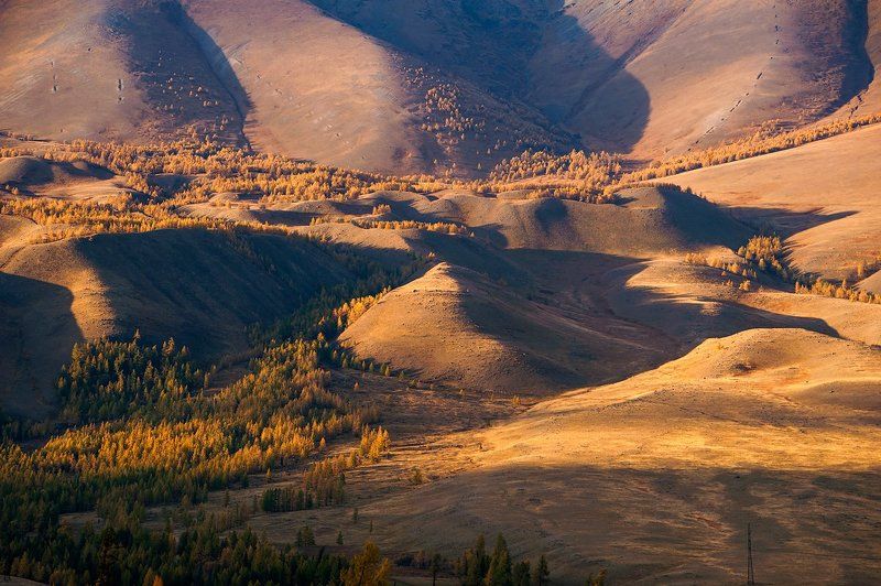 горы, склоны, вечер, свет, тень, лиственницы, курай, курайский хребет, горный алтай, республика алтай Курайский вечер крупным планомphoto preview