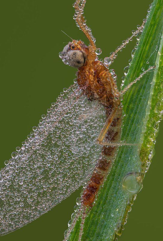 Ephemeropteraphoto preview