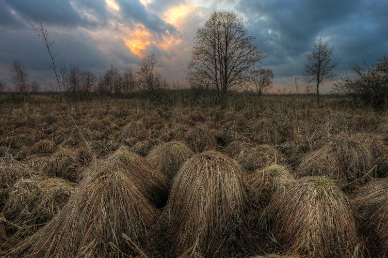 Весна на болотеphoto preview
