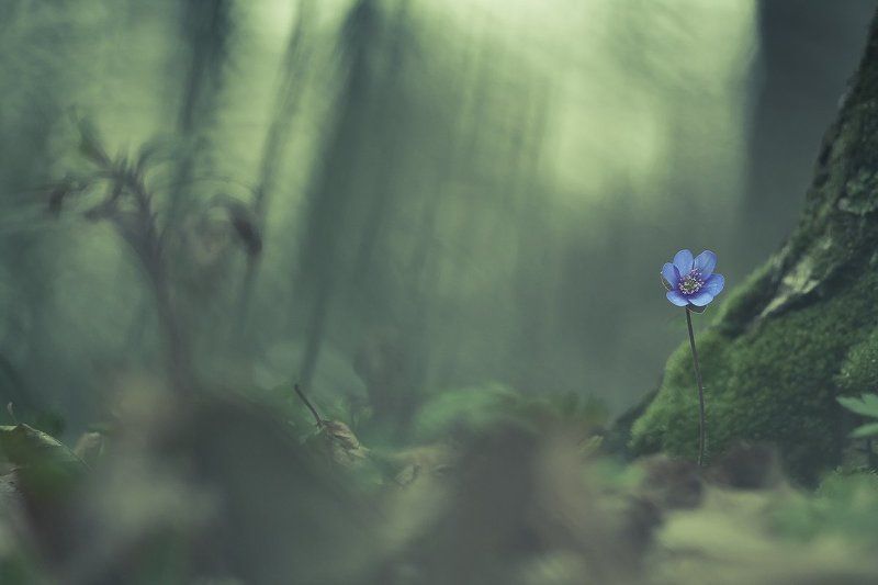 spring, flower Always bluephoto preview