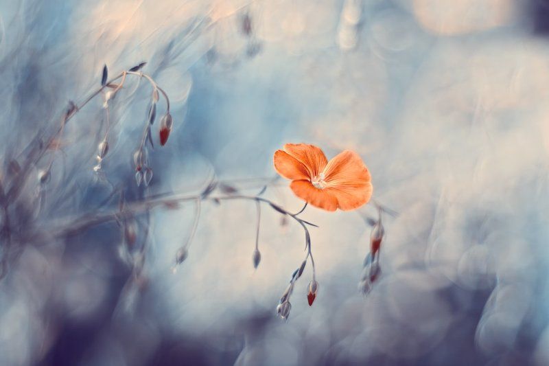 и снова летоphoto preview