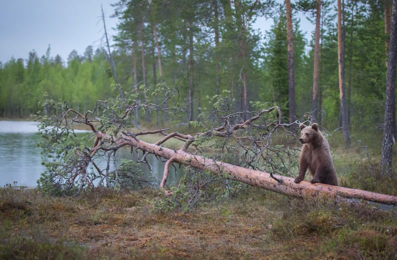 bears, finland, tree, muscles I\'m the world\'s strongest bear!photo preview