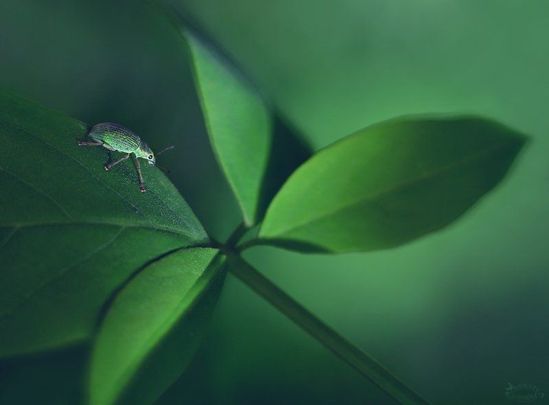 Szmaragdphoto preview