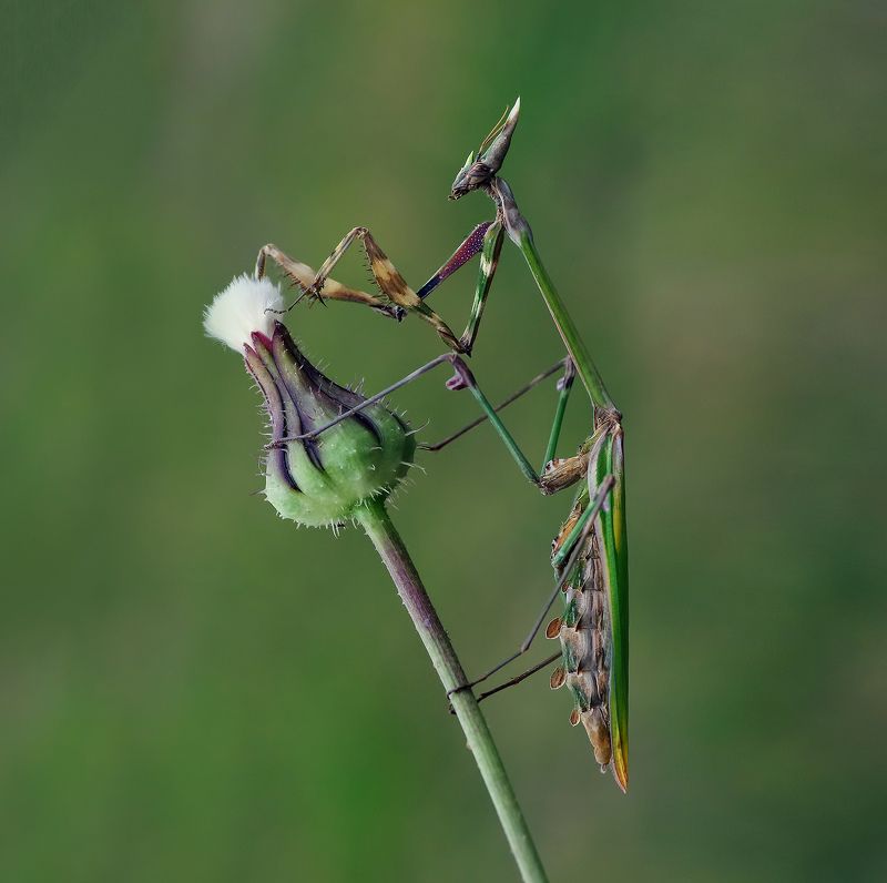 animal, nature, macro, mantis,flower mantisphoto preview