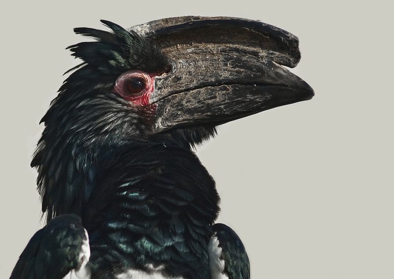 Trumpeter Hornbills фото превью