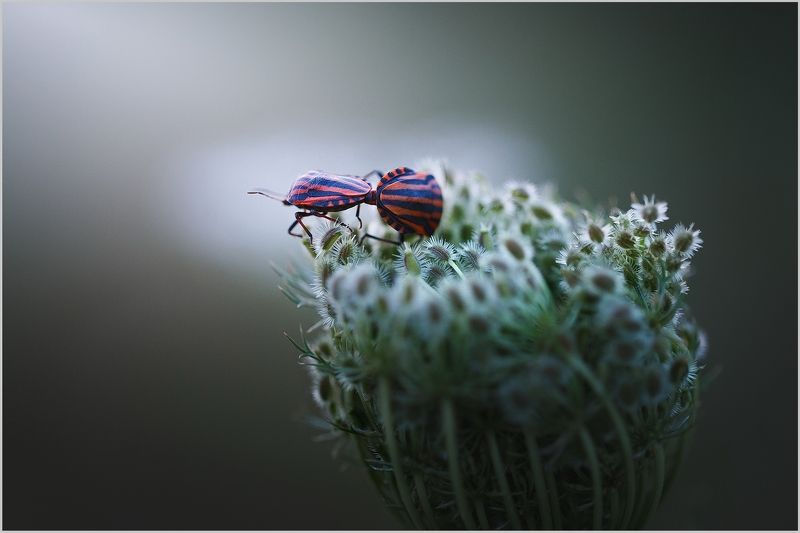 макро,клопы полевые, Возможно, это тоже любовь. Август СКФО.photo preview
