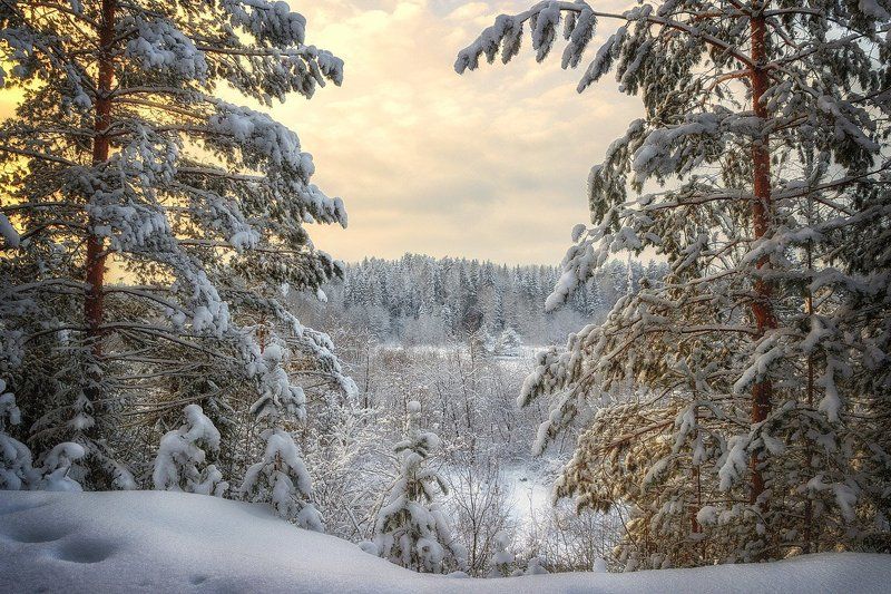 снег, лес, зима, закат, сугробы, небо, облака, деревья Завороженно любуюсь...photo preview