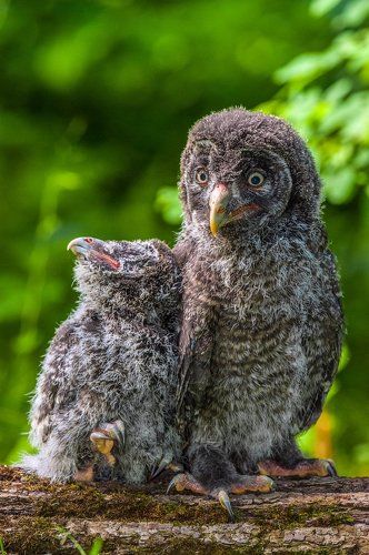 Братан, покарауль ! Я покемарю !