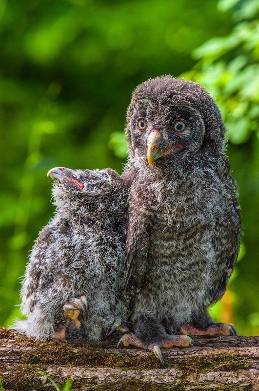 Совята Братан, покарауль ! Я покемарю !photo preview