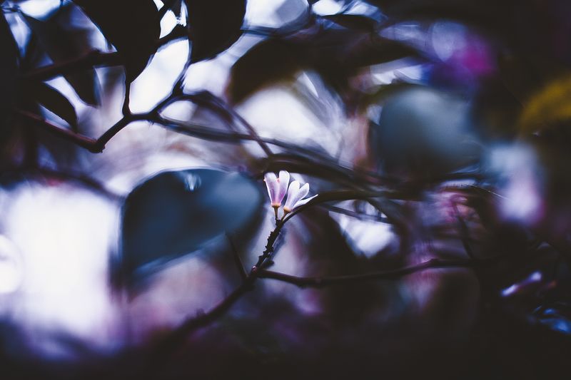 ботанический сад, макро, цветы, зелень, природа В ботаническом садуphoto preview