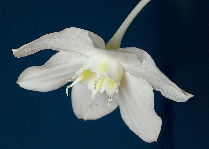 цветокphoto preview