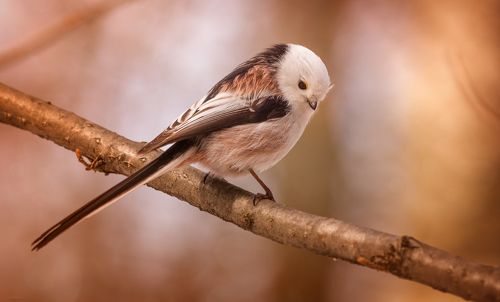 Задумчивость