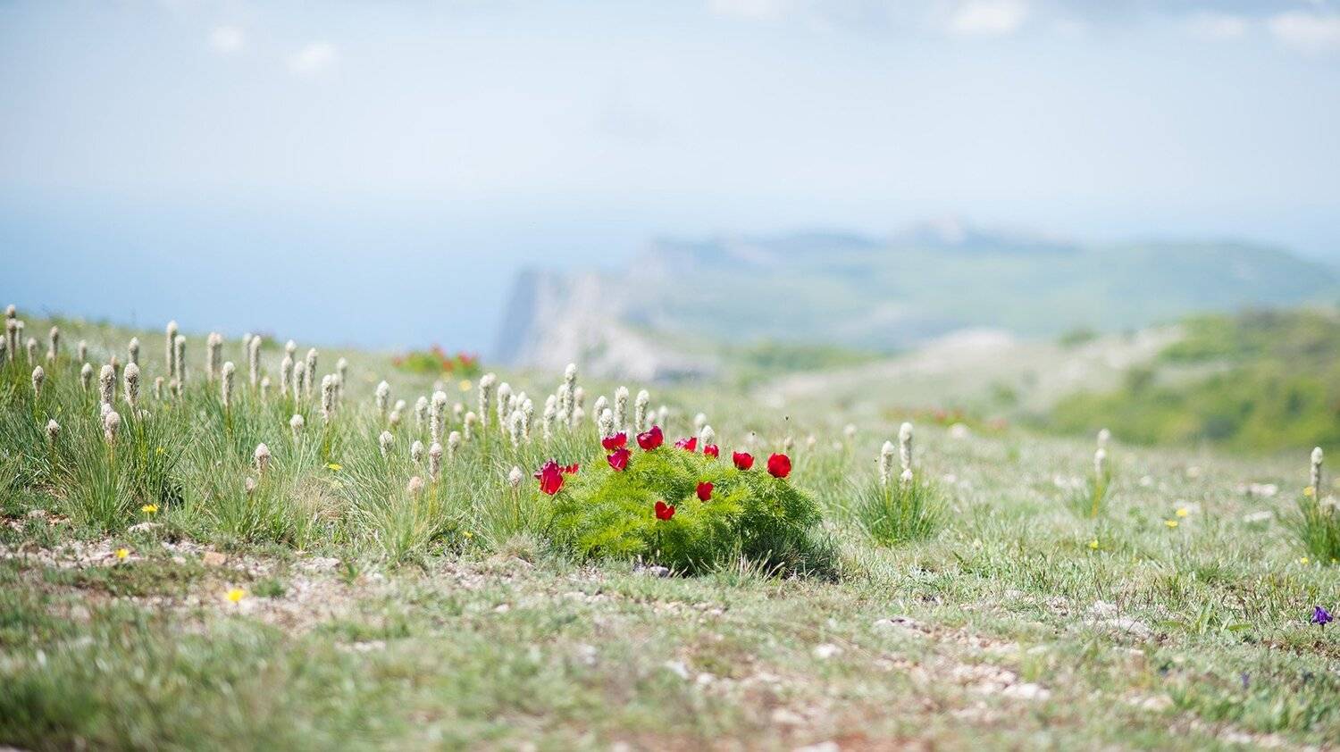 маки Крыма. Автор: Иван крым, Иван