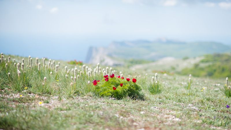 крым маки Крымаphoto preview