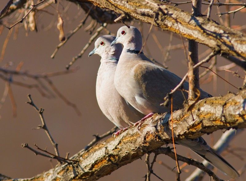 птицы, природа, кольчатая горлица Любовь и голубиphoto preview