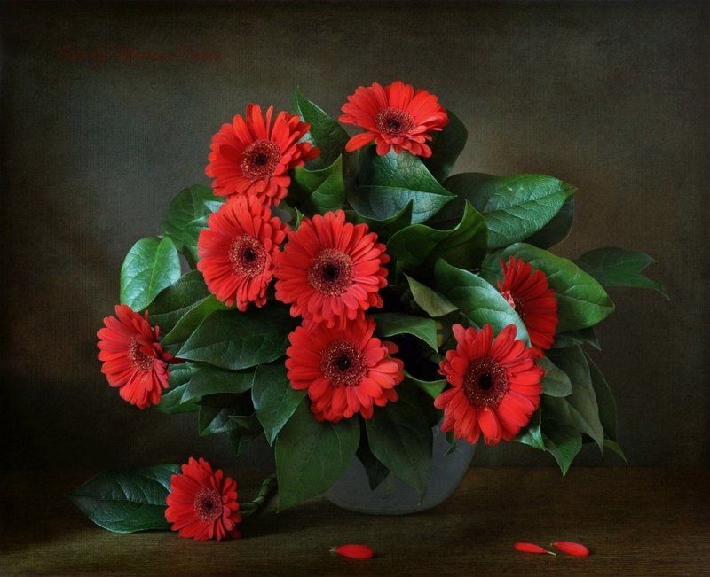 цветы гербера С герберамиphoto preview