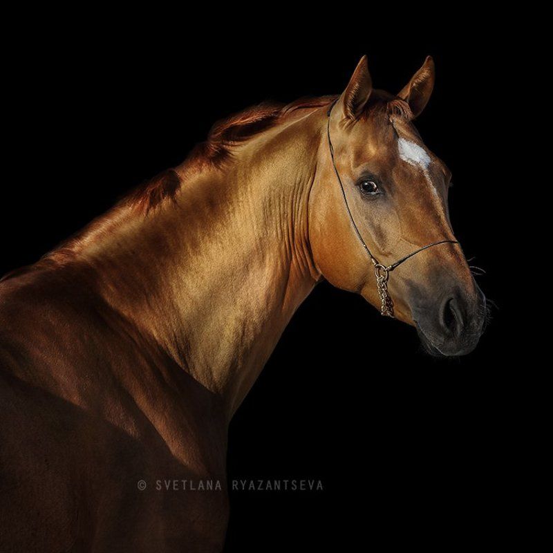 horse, head, portrait, red, look, black, background, isolated, лошадь, портрет Искандерphoto preview