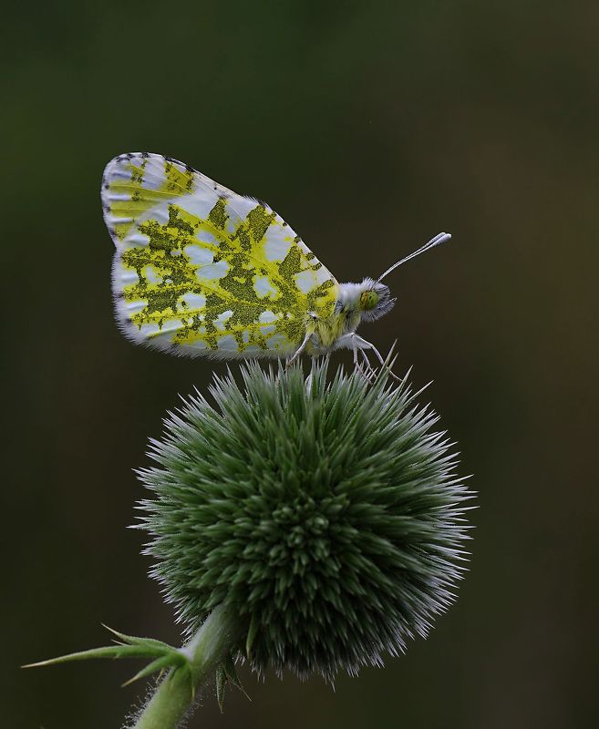 animal, nature, macro, butterfly, thorn, thorny thornyphoto preview