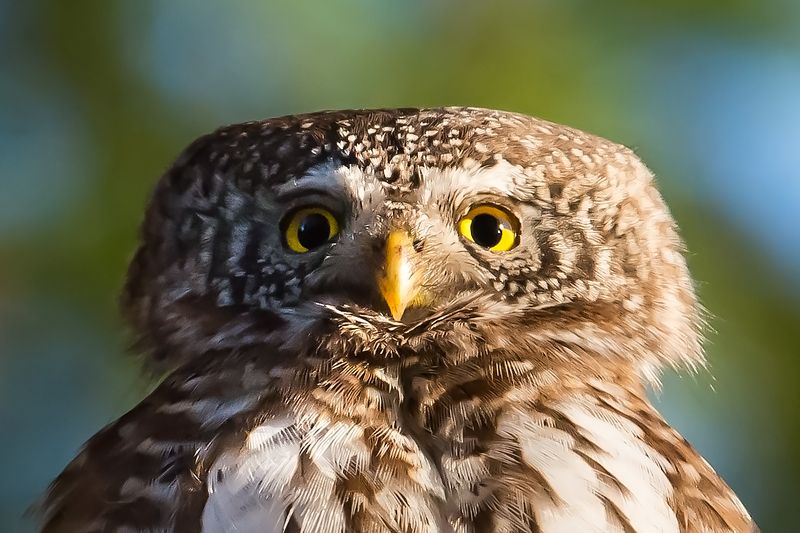 Pygmy owl, pose, finland, 65g Pygmy owl posephoto preview