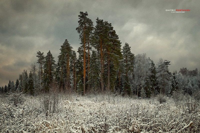 Деревья, Пейзаж, Природа, Снег, Сосны Устоявшие.photo preview