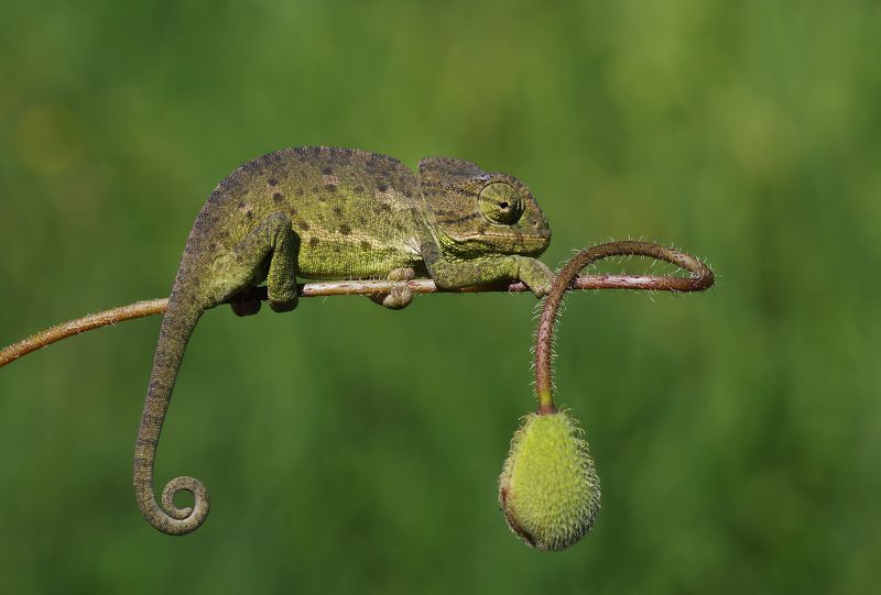 animal,nature,macro,chameleon,signature,curves,flower signaturephoto preview