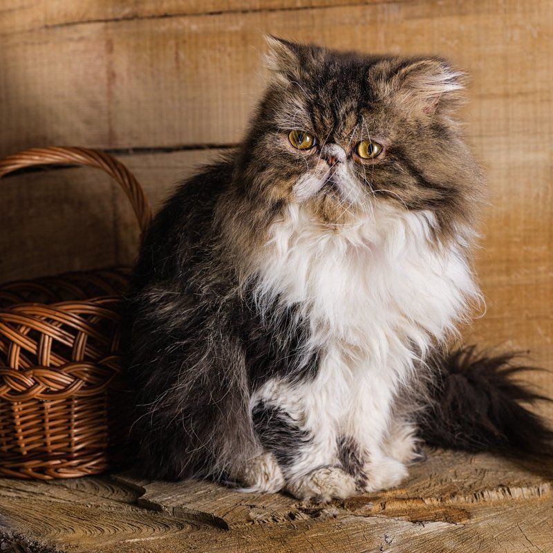 питомцы, кошки, кот, животные, котёнок, перс Кот - двухлетокphoto preview