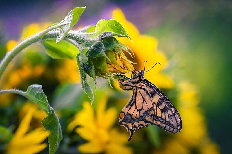 Идиллияphoto preview