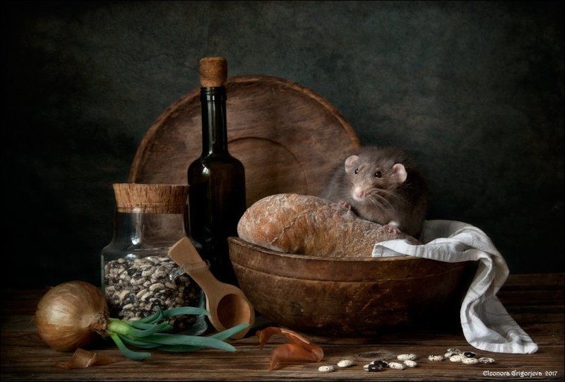 декоративная крыса, дамбо, натюрморт, крысиные истории, хлеб, фасоль, весна, луковица, винтаж, ретро, деревянная посуда Хлеб без сыра - не едаphoto preview