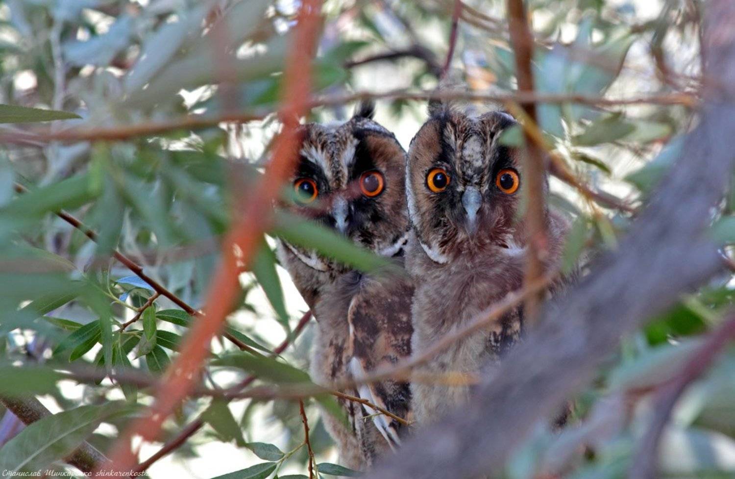 Совята. Автор: Станислав Шинкаренко , Станислав Шинкаренко