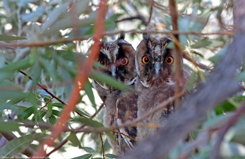 Совятаphoto preview