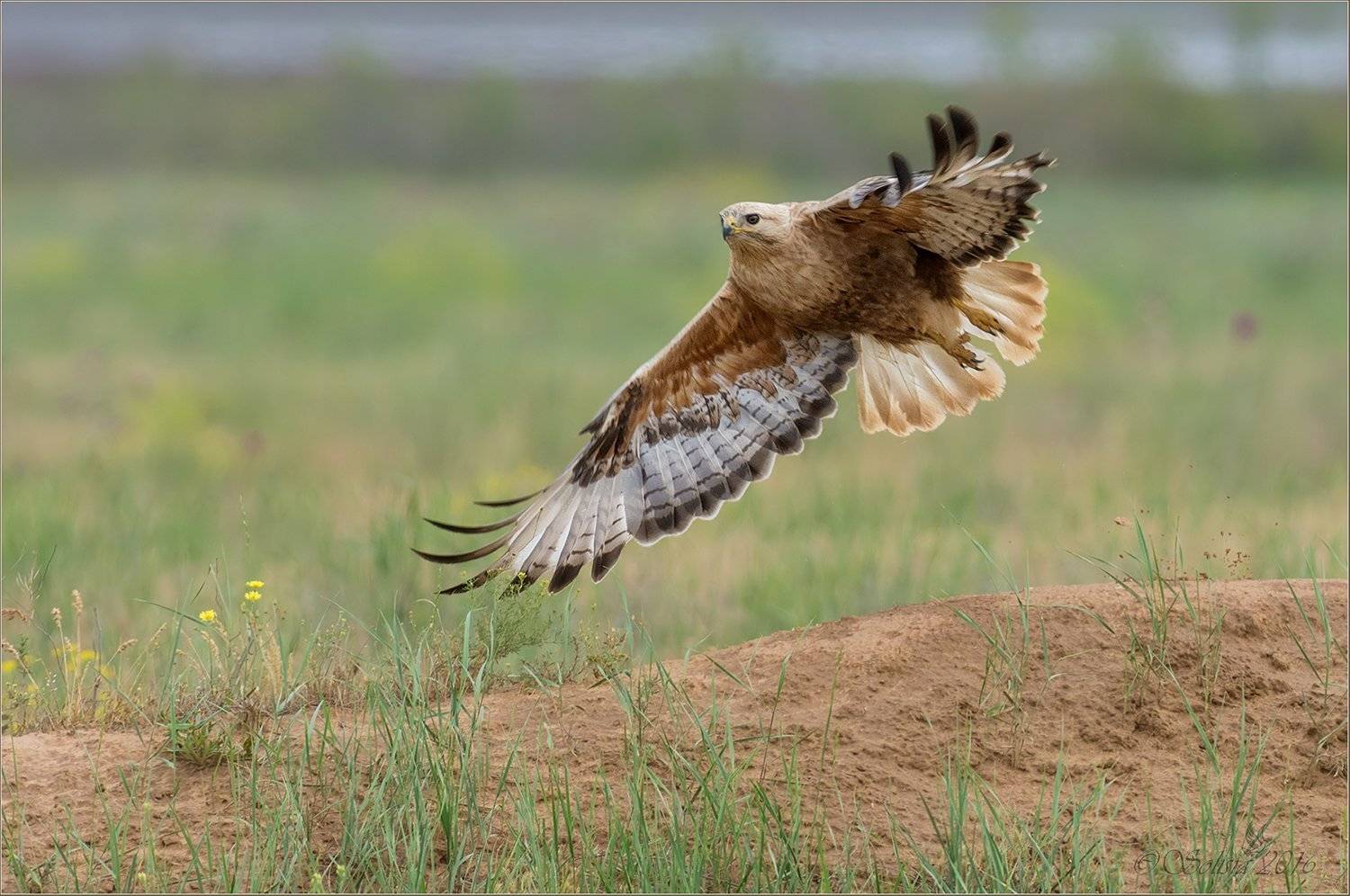 Старт. Автор: Анна Голубева птицы, природа, buteo rufinus, курганник, весна, май, 2016, астраханская область, Анна Голубева