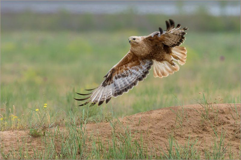птицы, природа, buteo rufinus, курганник, весна, май, 2016, астраханская область Стартphoto preview