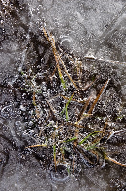 лёд, пузырьки, травинки, текстура, рисунок, арт, природа, мороз Весенний артphoto preview