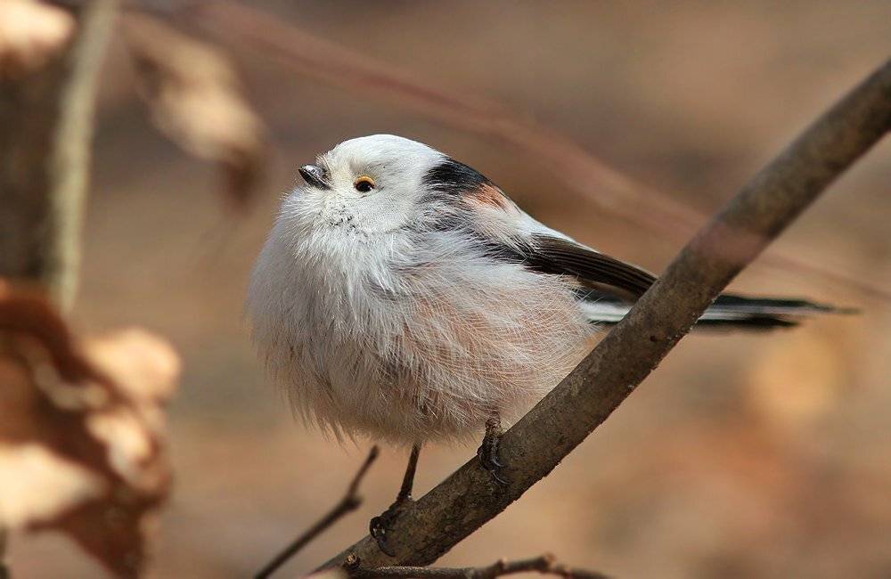 , Михаил Крюков