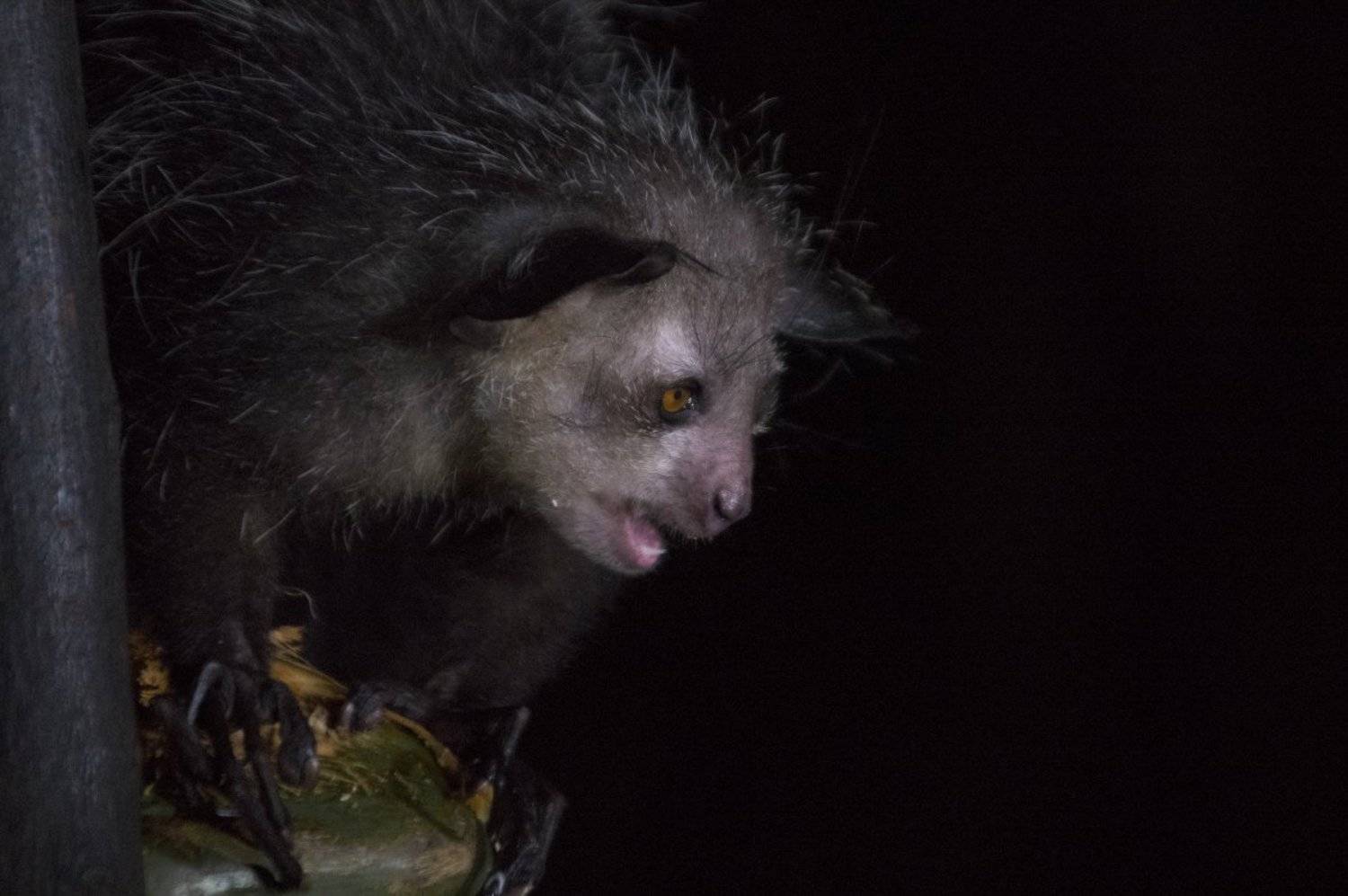 руконожка, ай-ай, daubentonia madagascariensis, лемуры, мадагаскар, дикие животные, дикая природа, Сергей Волков
