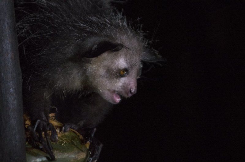 руконожка, ай-ай, daubentonia madagascariensis, лемуры, мадагаскар, дикие животные, дикая природа Красота - страшная сила!photo preview