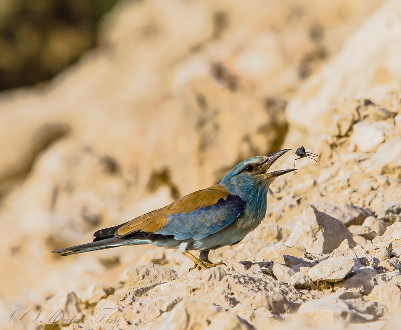 Birds  Lunch timephoto preview
