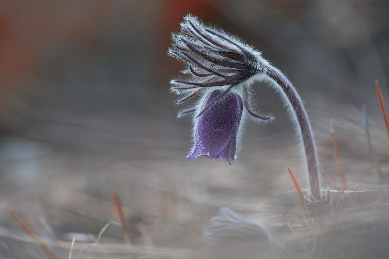 сон-трава,  прострел ***photo preview