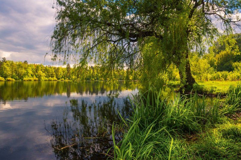 озеро, весна, ива Расскажу, как солнце пьют ивы с вод озёрных и, как гонит ветер в ночь стадо тучь проворныхphoto preview